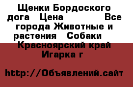 Щенки Бордоского дога › Цена ­ 60 000 - Все города Животные и растения » Собаки   . Красноярский край,Игарка г.